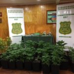 OS-7 de Carabineros desbarató banda que se dedicaba al cultivo de marihuana