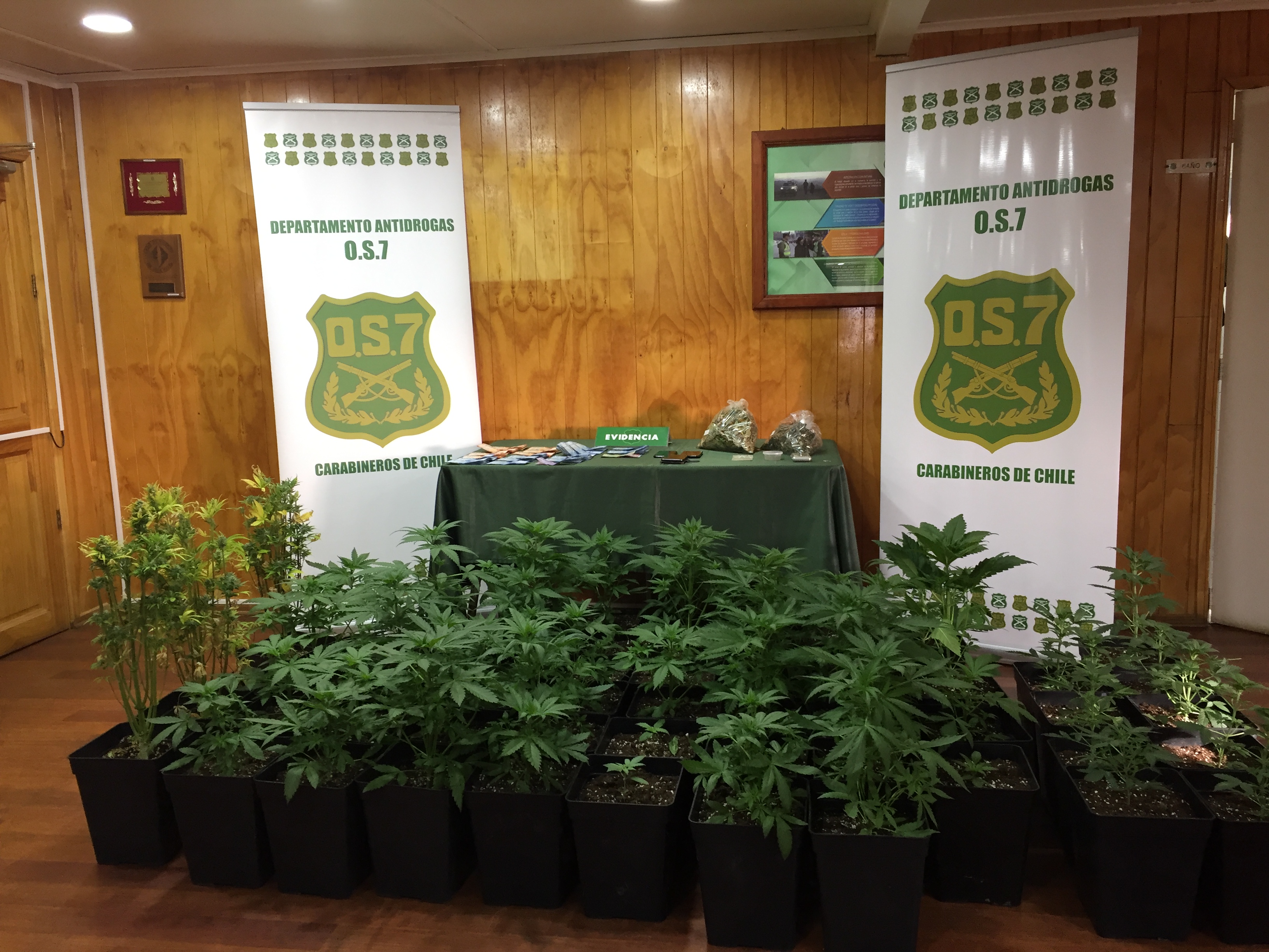 OS-7 de Carabineros desbarató banda que se dedicaba al cultivo de marihuana