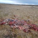 Carabineros incrementará fiscalizaciones en Ruta 9 en contra del abigeato