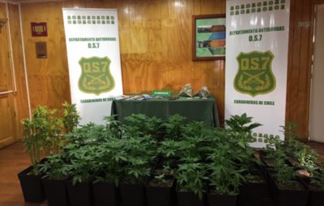 Cae banda dedicada al cultivo y tráfico de marihuana en Punta Arenas: cuatro de cinco imputados fueron enviados a prisión