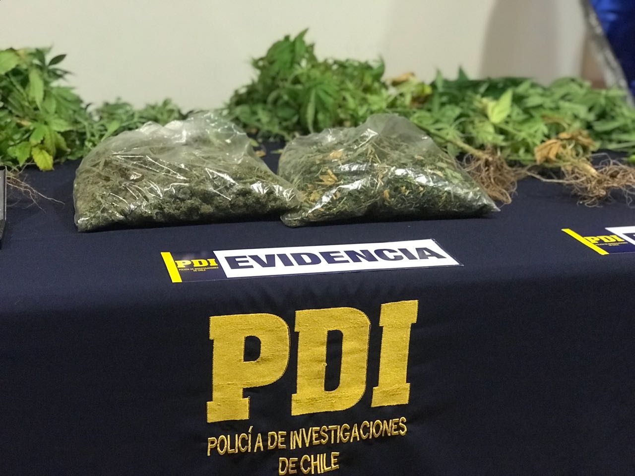 Efectivos de la PDI encuentran cultivo de marihuana en un domicilio en Punta Arenas
