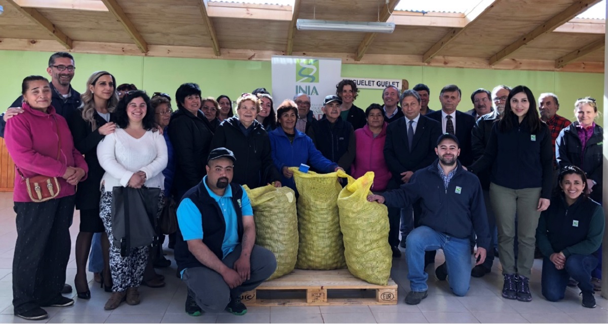 Con mucho éxito se concreta tercera y última entrega de papa semilla certificada a pequeños agricultores de Magallanes