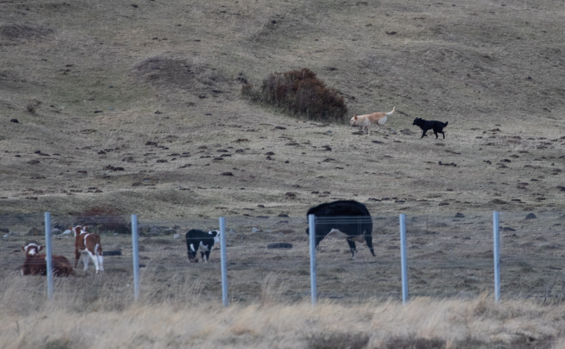 Denuncian a perros cazando en el Humedal de Tres Puentes