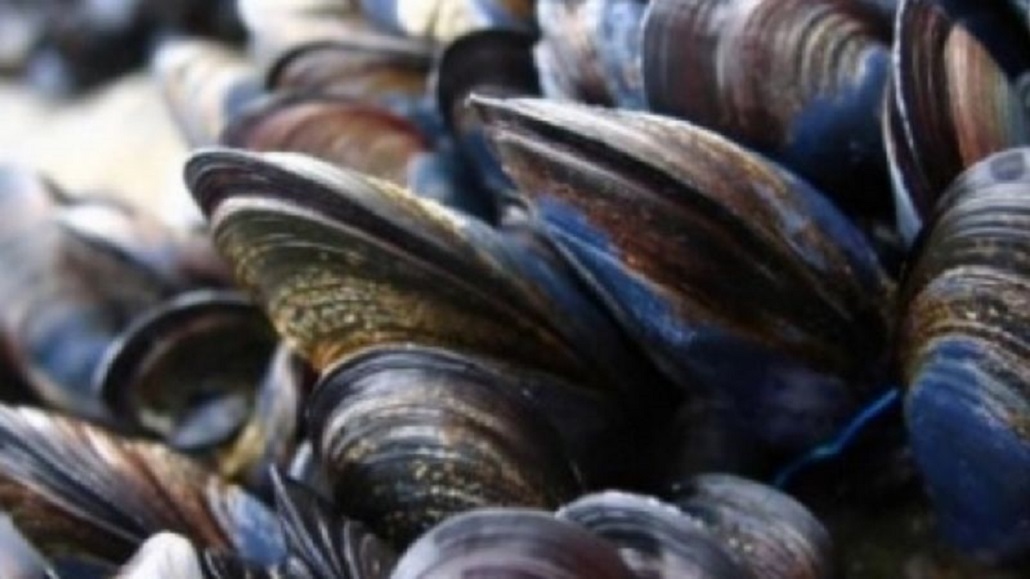 Encuentran microplásticos en especies marinas del canal Beagle