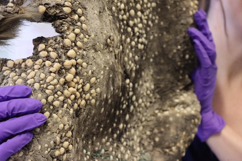 Podrían repatriarse restos del Milodon desde el Museo Británico a Magallanes