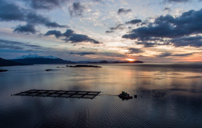 Construirán una planta procesadora de salmones en Punta Arenas