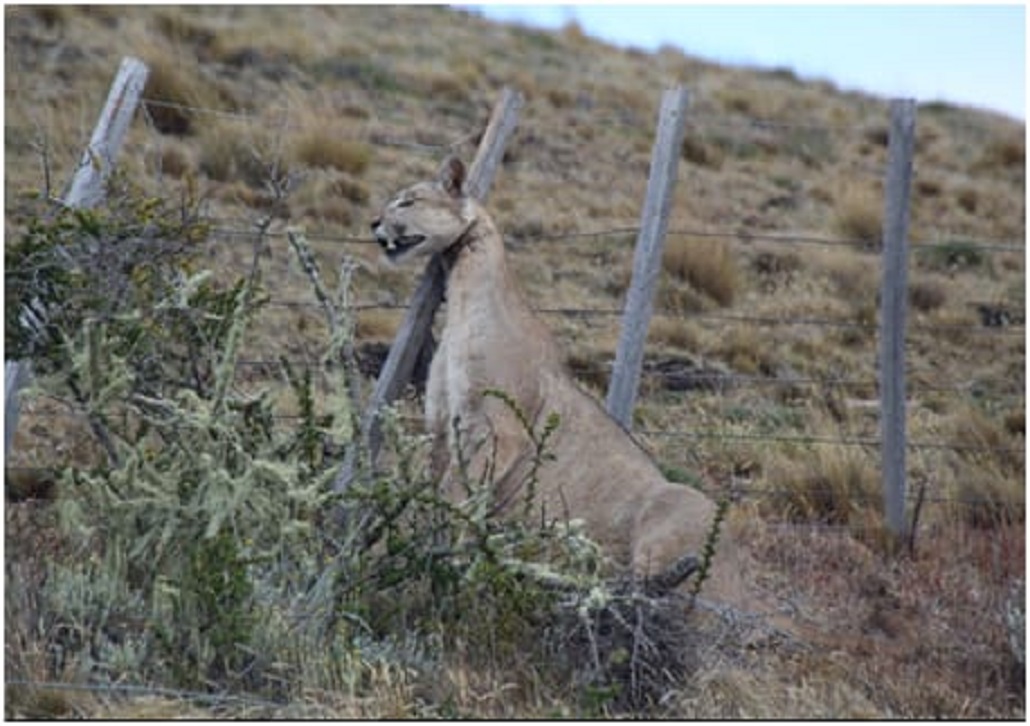 CONAF Magallanes denuncia hallazgo de un puma muerto en el Parque Nacional Pali Aike con evidencia de caza ilegal