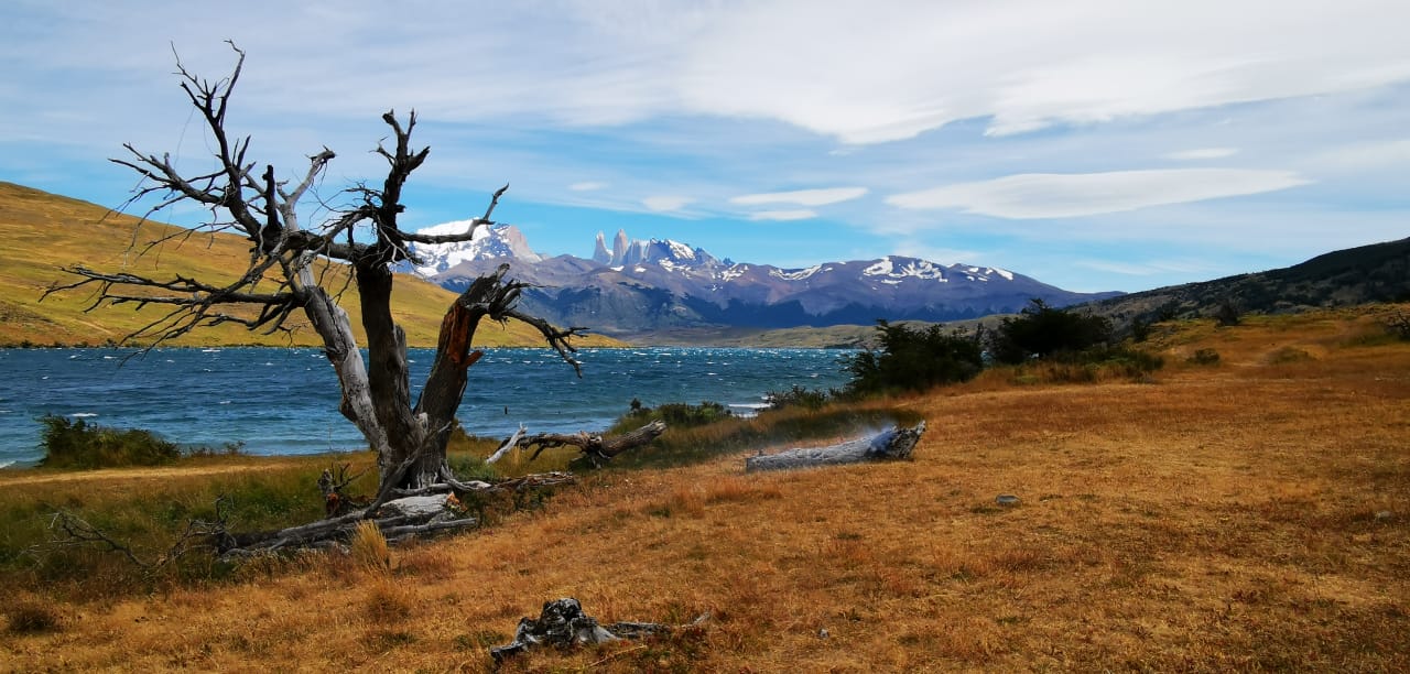 CONAF investiga quema de árbol en Laguna Azul en el Parque Nacional Torres del Paine