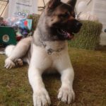 SAG Magallanes informa cómo influirá “Ley Cholito” en los requisitos para la salida de mascotas del país