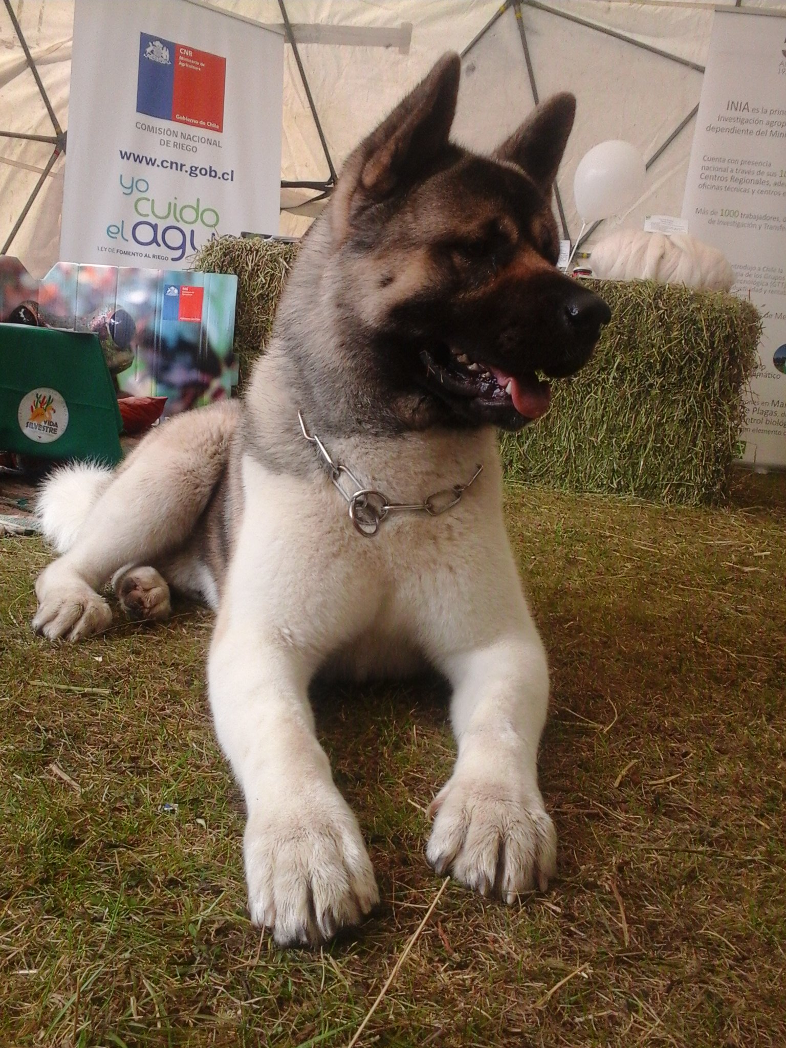 SAG Magallanes informa cómo influirá “Ley Cholito” en los requisitos para la salida de mascotas del país