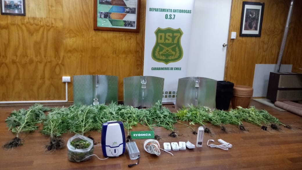 Sección O7 de Carabineros detiene en Punta Arenas a una persona por cultivo de marihuana