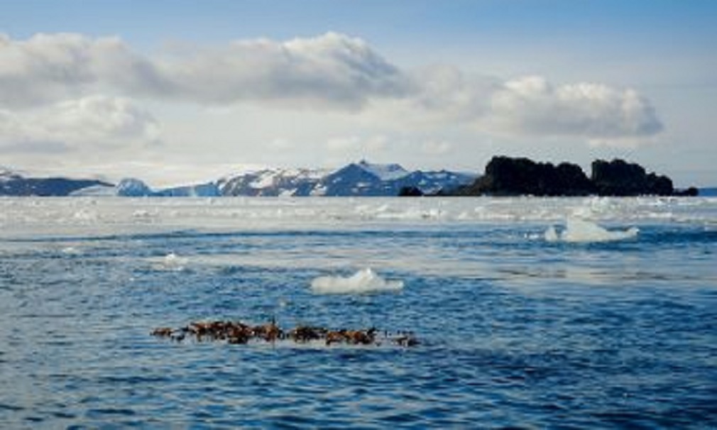 Centro IDEAL en Magallanes: Algas flotantes podrían desplazar nuevos organismos a la Antártica