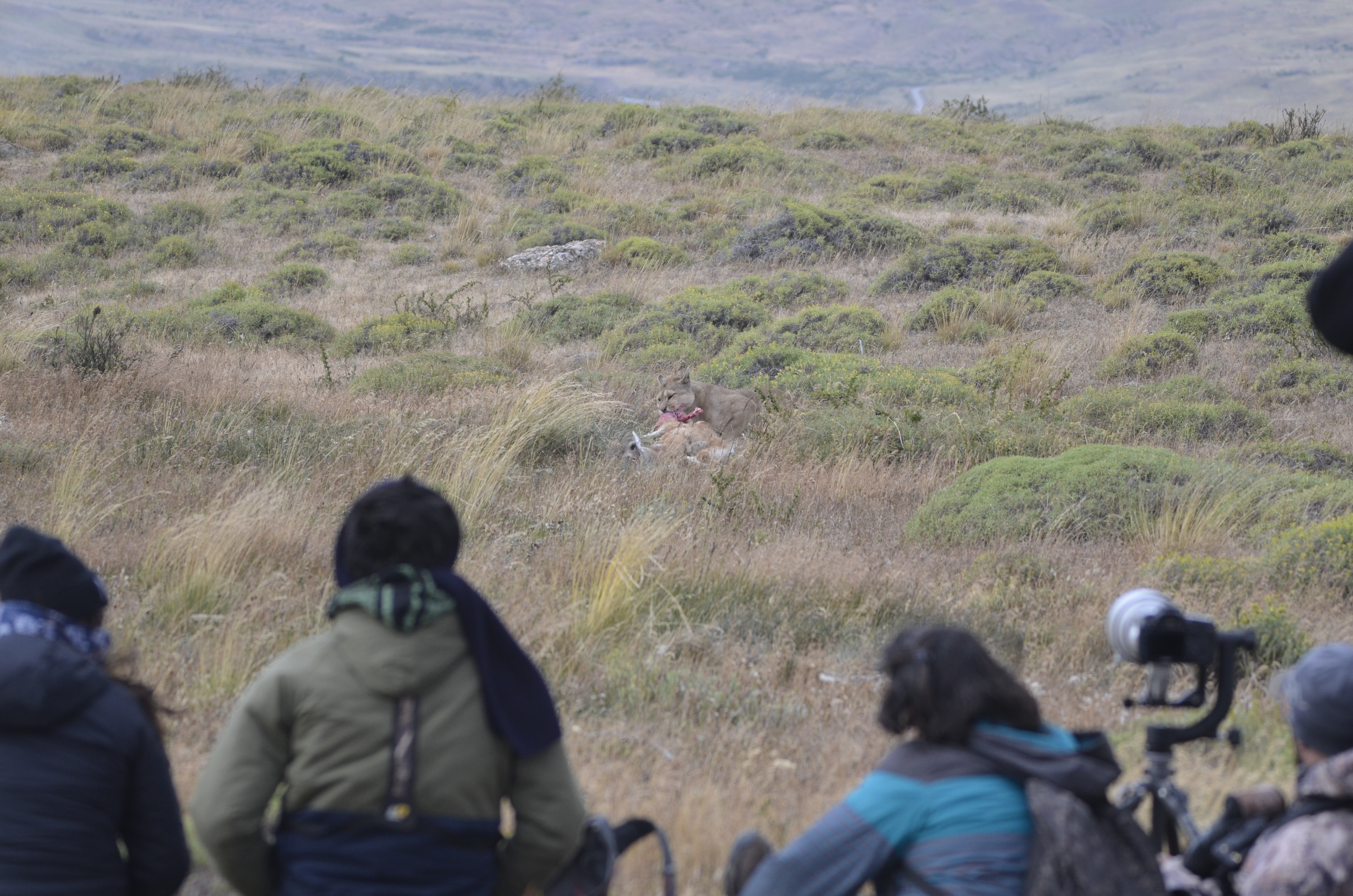 Avistamiento seguro de pumas: una nueva área de investigación del CEQUA en el Parque Nacional Torres del Paine