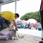 Panorama para toda la familia ofrece EXPOGAMA 2019