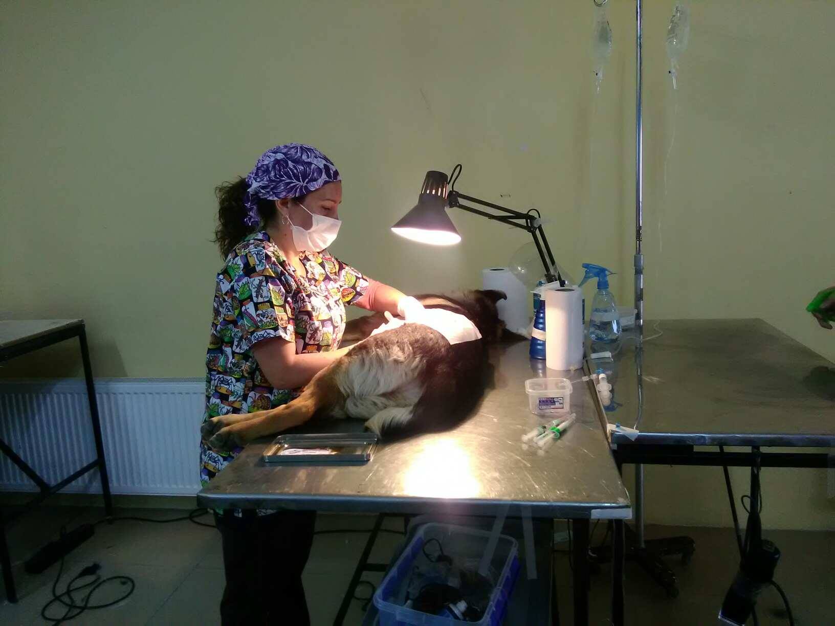Operativo veterinario de esterilización de mascotas a bajo costo realiza la UDDA en Punta Arenas