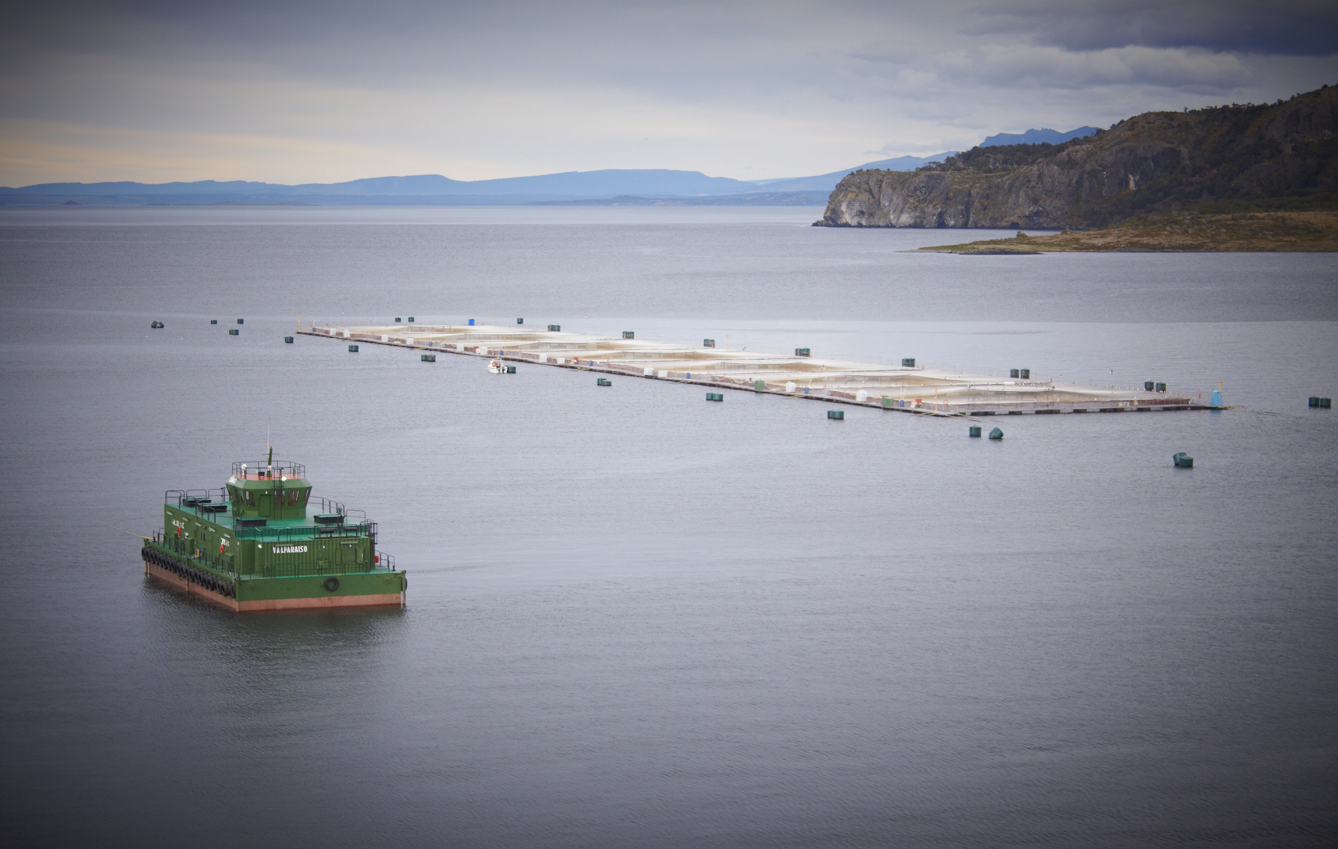 Salmonicultores de Magallanes: «el nivel de desinformación y mentiras de los detractores de la industria bordea lo absurdo»