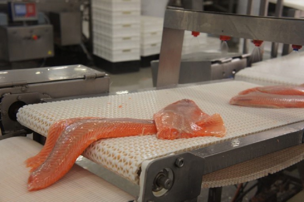 En 2021 comenzará a funcionar en Puerto Natales la planta salmonera de Australis