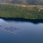 Fue detectada la presencia de virus ISA en un centro de cultivo de salmones de la región de Magallanes