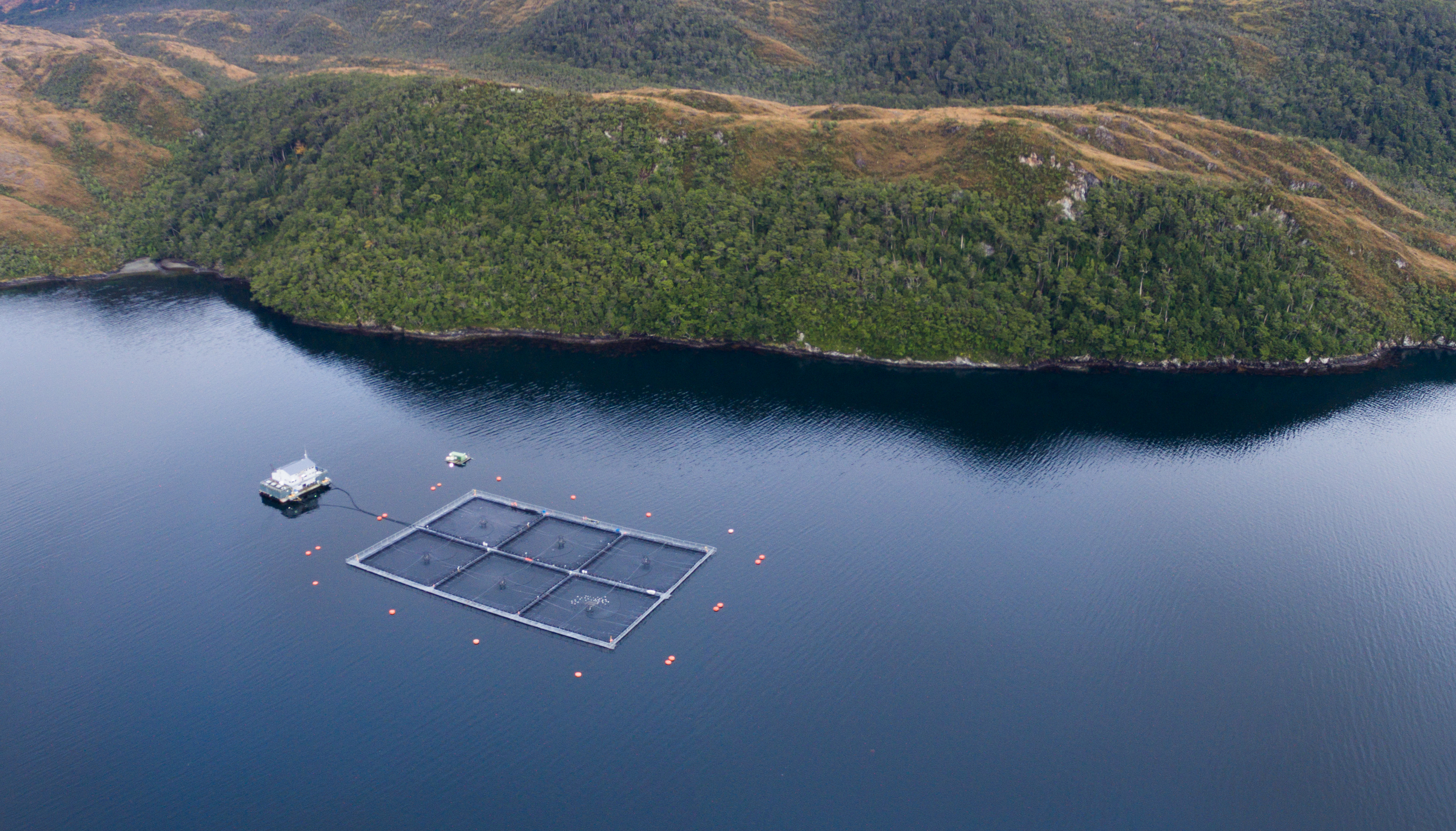 Fue detectada la presencia de virus ISA en un centro de cultivo de salmones de la región de Magallanes