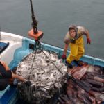 Pescadores artesanales acusan de «psicoterrorismo laboral» a las empresas industriales de la jibia