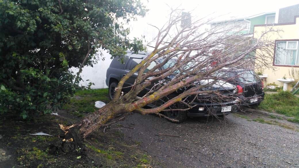 Desprendimiento de techumbres, cortes de luz y caída de árboles dejó racha de viento de 111 kilómetros en Punta Arenas