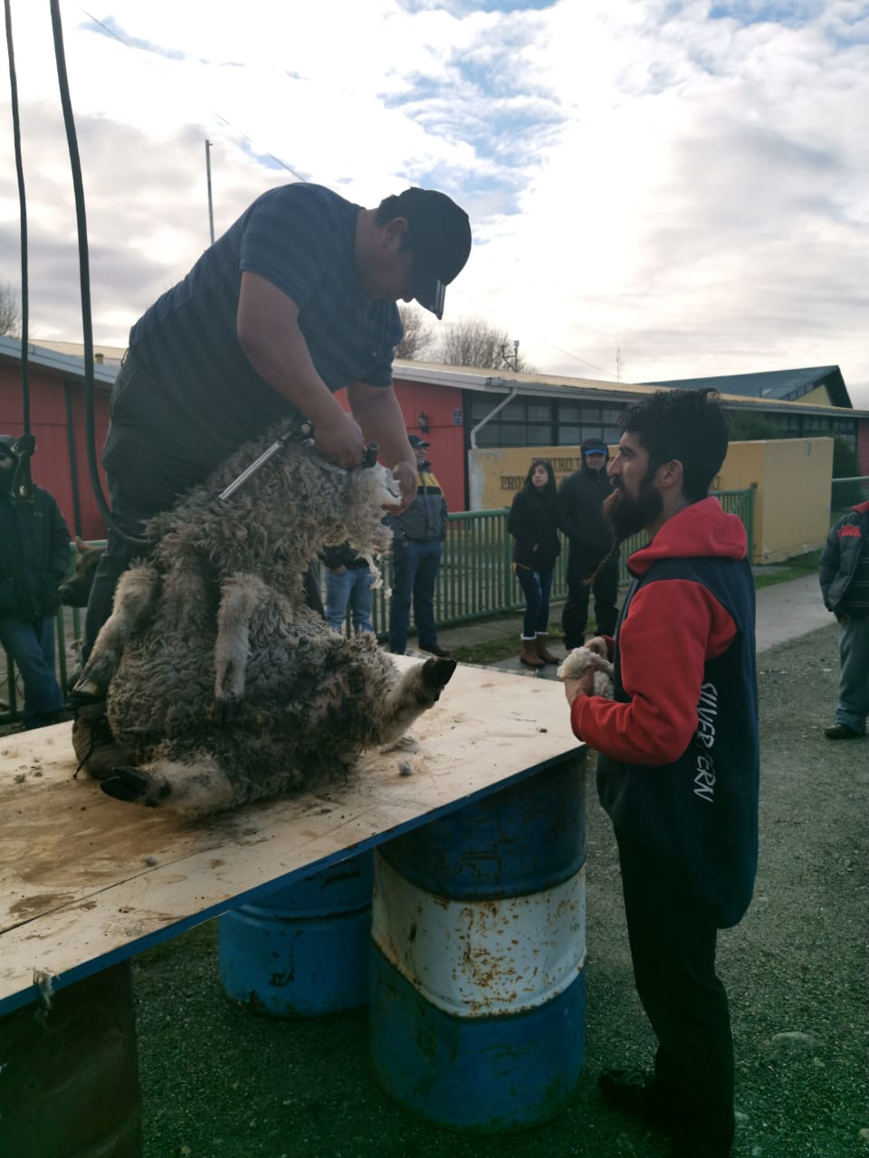 Esquiladores fueguinos se preparan para concurrir al Congreso Mundial de esquila en Francia