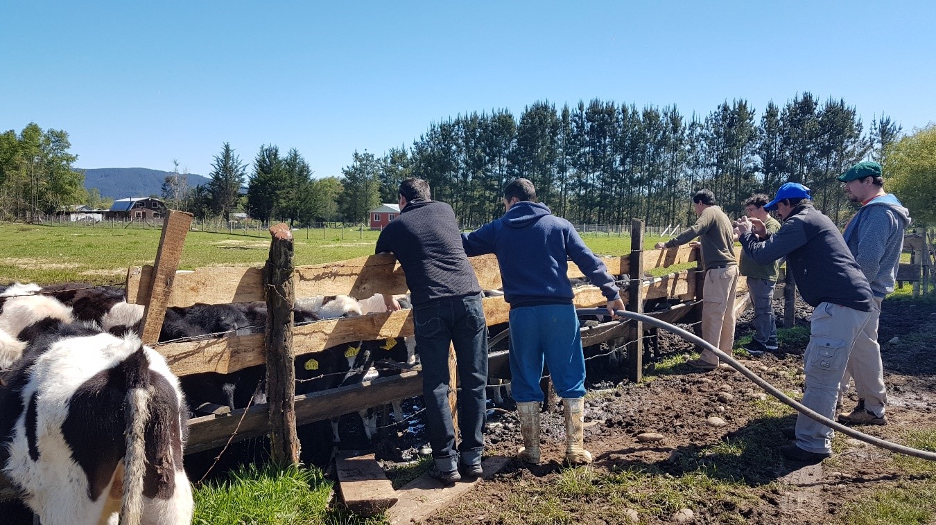 Apoyadas por INDAP: Once agrupaciones campesinas de Magallanes conocerán emprendimientos agrícolas exitosos del norte del país y de la zona de Chiloé