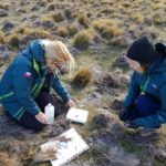 Servicio Agrícola y Ganadero trabaja en determinar la razón de daño en coironales de la Isla Tierra del Fuego: buscan detectar anomalía que afecta a esta especie