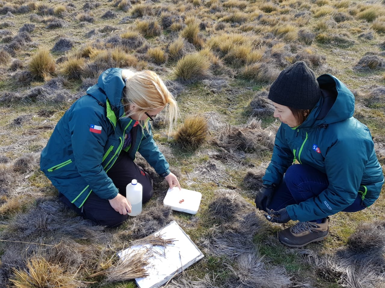 Servicio Agrícola y Ganadero trabaja en determinar la razón de daño en coironales de la Isla Tierra del Fuego: buscan detectar anomalía que afecta a esta especie