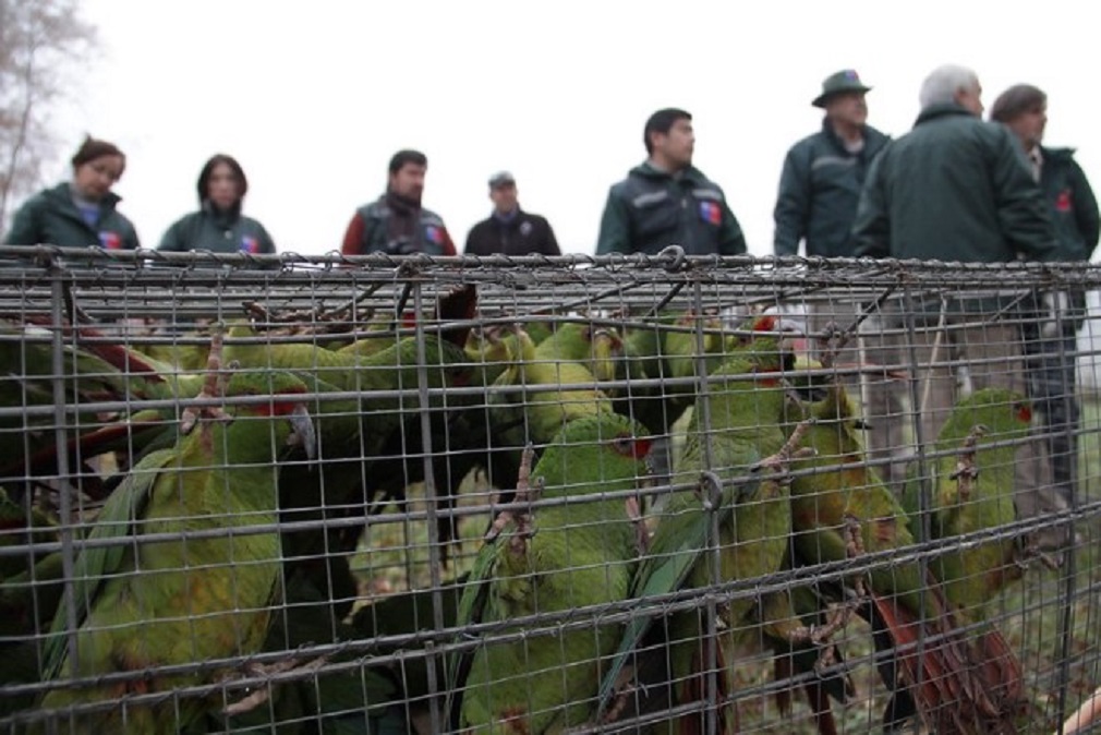 SAG advierte sobre el comercio de mascotas exóticas