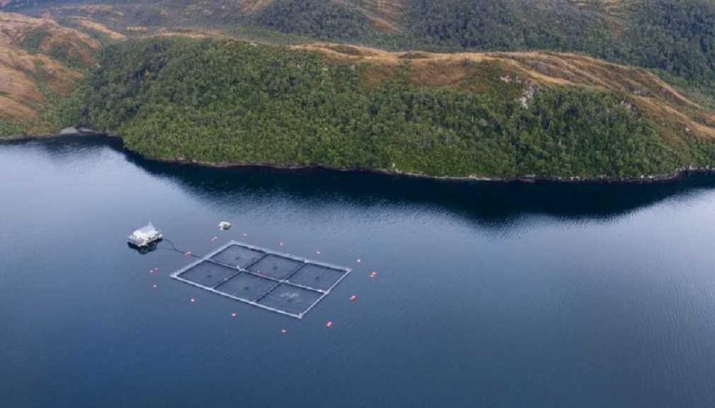 Subsecretaría de Pesca dispone caducar cuatro concesiones acuicolas para explotación del salmón en canal Beagle, región de Magallanes