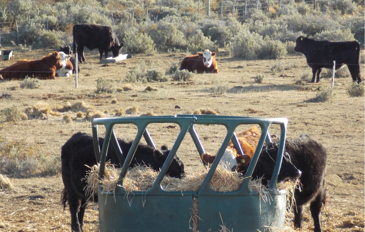 El Estado financiará proyecto que promueve venta y exportación de la carne de ternero de Magallanes