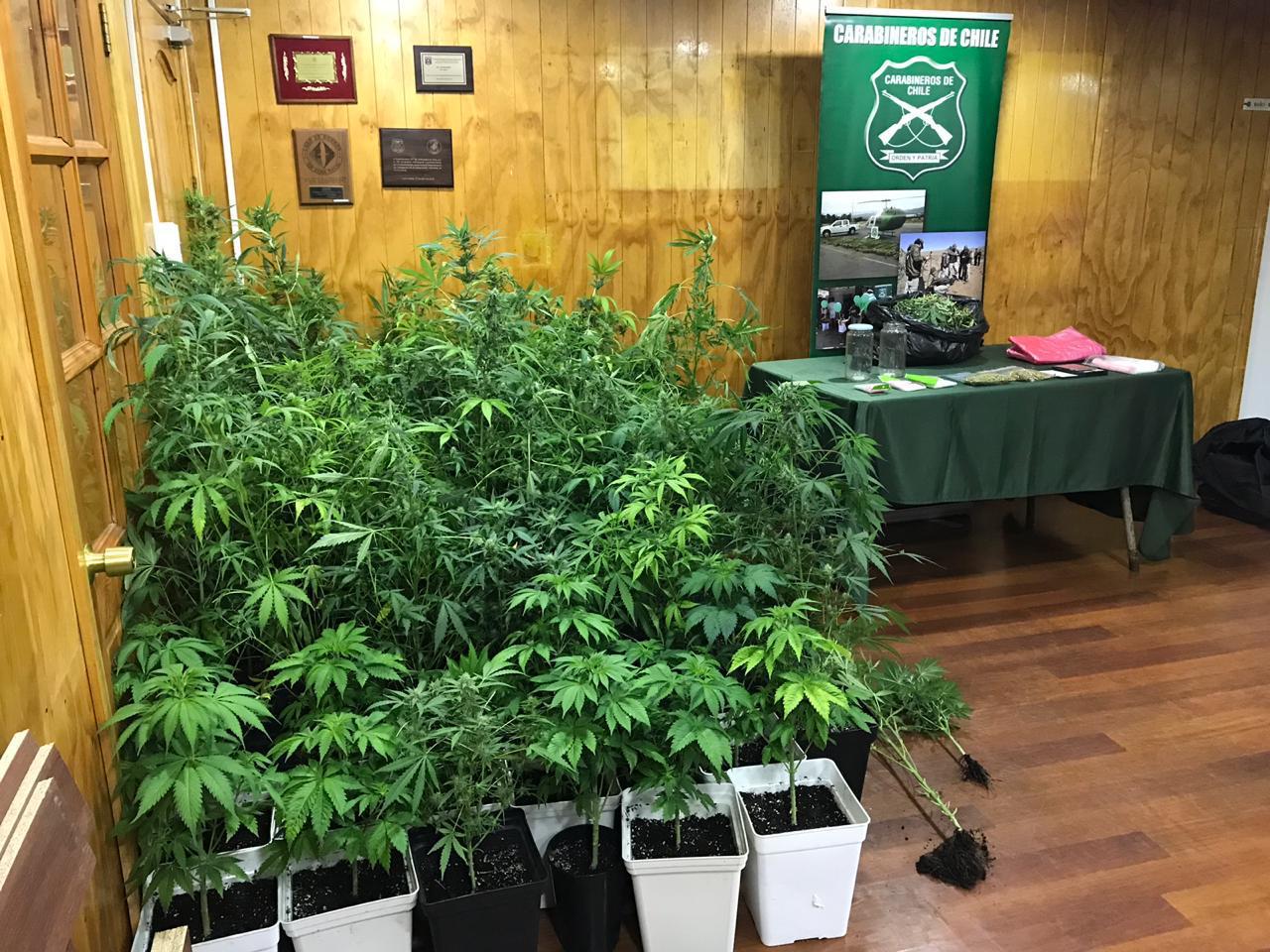 Arresto domiciliario total, para detenidos que mantenían en una casa en arriendo 77 plantas de marihuana y poco menos de un kilo de la misma planta en proceso de secado