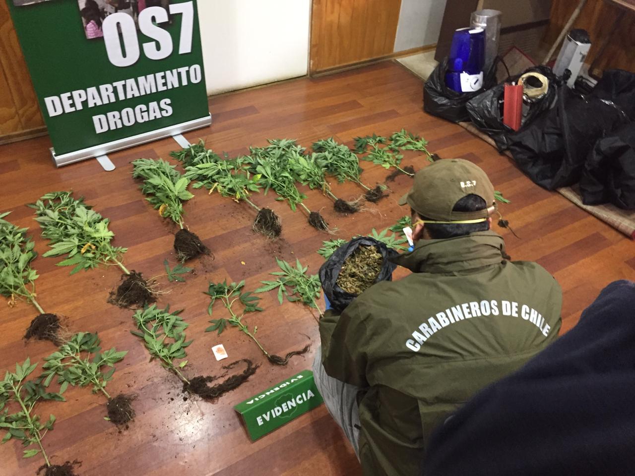 Una denuncia por agresión con arma blanca terminó por destapar lucrativo negocio de cultivo de marihuana: Carabineros incautó 21 plantas y 2 cultivos indoor