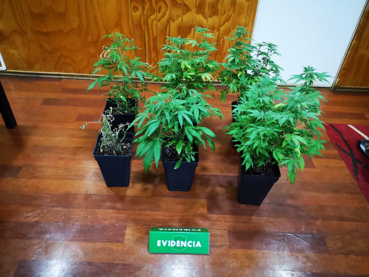 Un detenido por tenencia de cannabis sativa en Punta Arenas