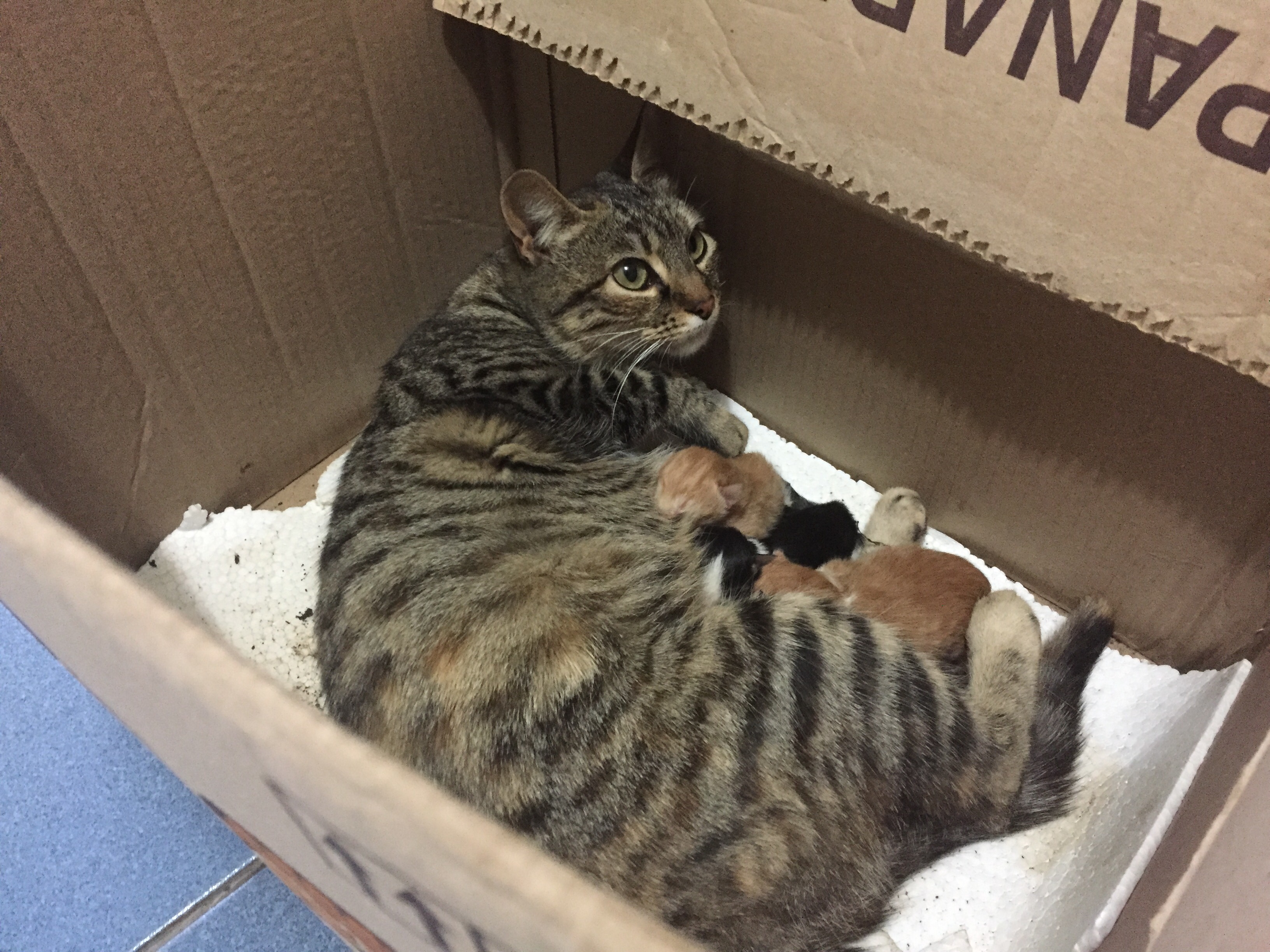 Mujer rescató tres gatitos recién nacidos que fueron lanzados por su vecino al interior de una bolsa con desechos domiciliarios