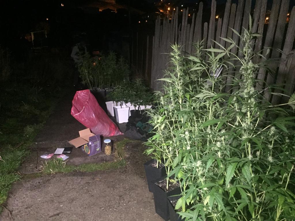 OS-7 de Carabineros incautó 77 plantas de marihuana en un domicilio del sector sur de Punta Arenas: hay dos detenidos