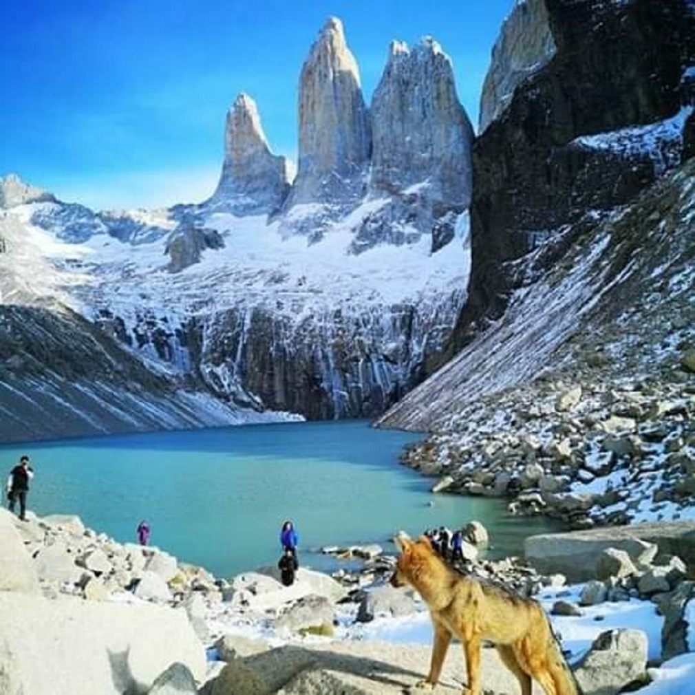 Fauna local observando a visitantes invernales en el Parque Nacional Torres del Paine