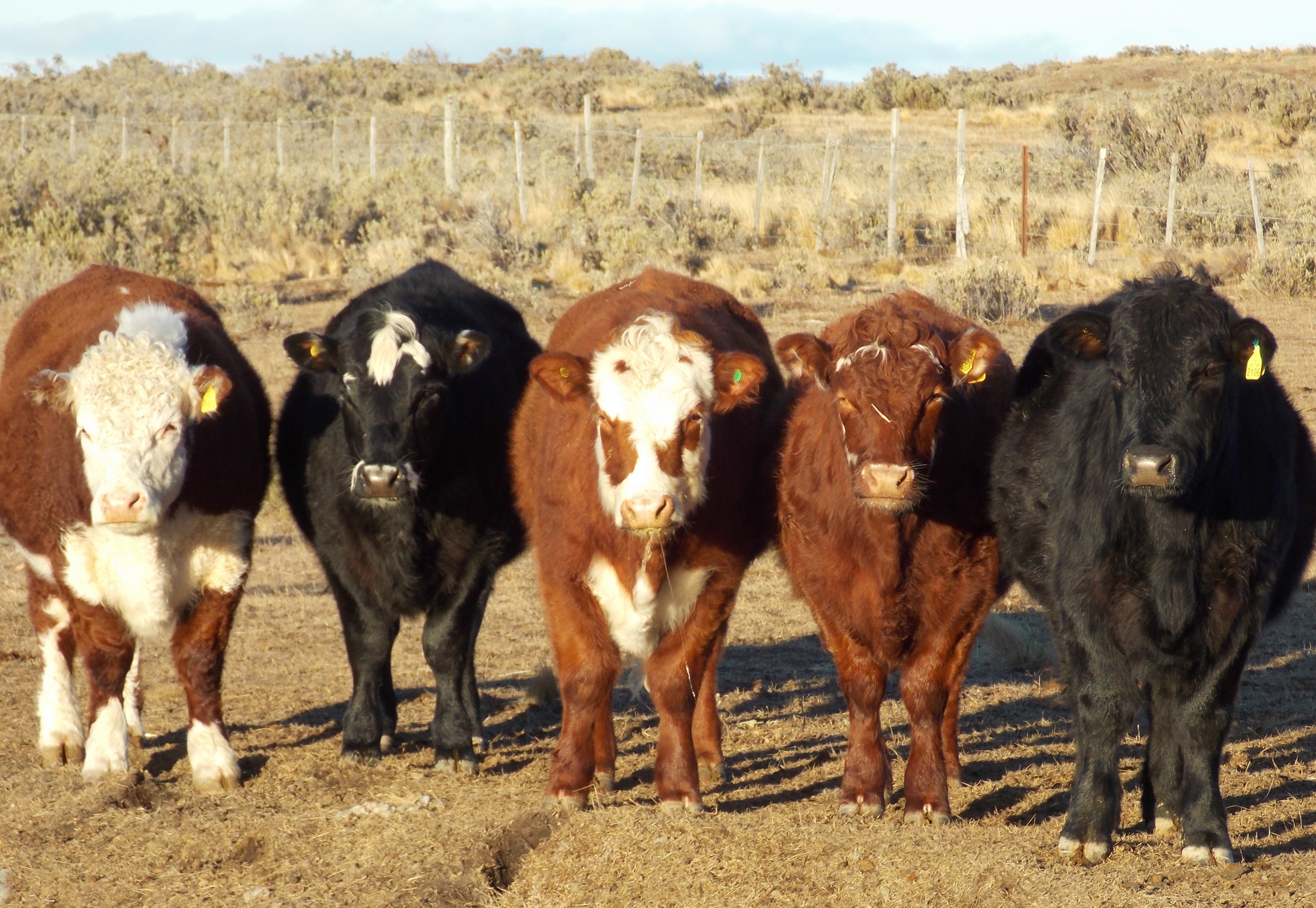 Carne de ternero de Magallanes: nueva oportunidad de negocios