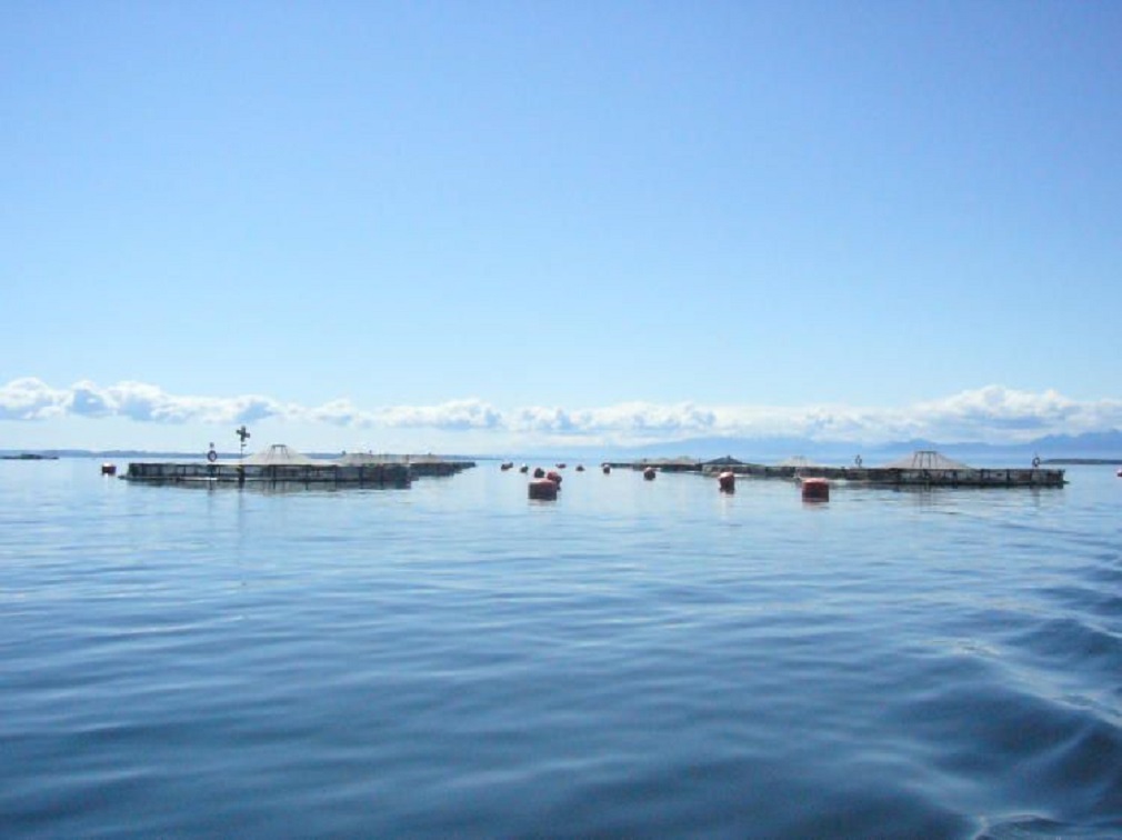 Centro IDEAL: Estudio científico cuestiona los discursos a favor del crecimiento de la acuicultura