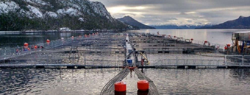 Sernapesca inicia investigación contra empresa salmonera Nova Austral en Magallanes