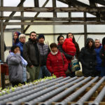 Natalinos desafían al invierno austral y en los próximos 45 días esperan cosechar lechugas