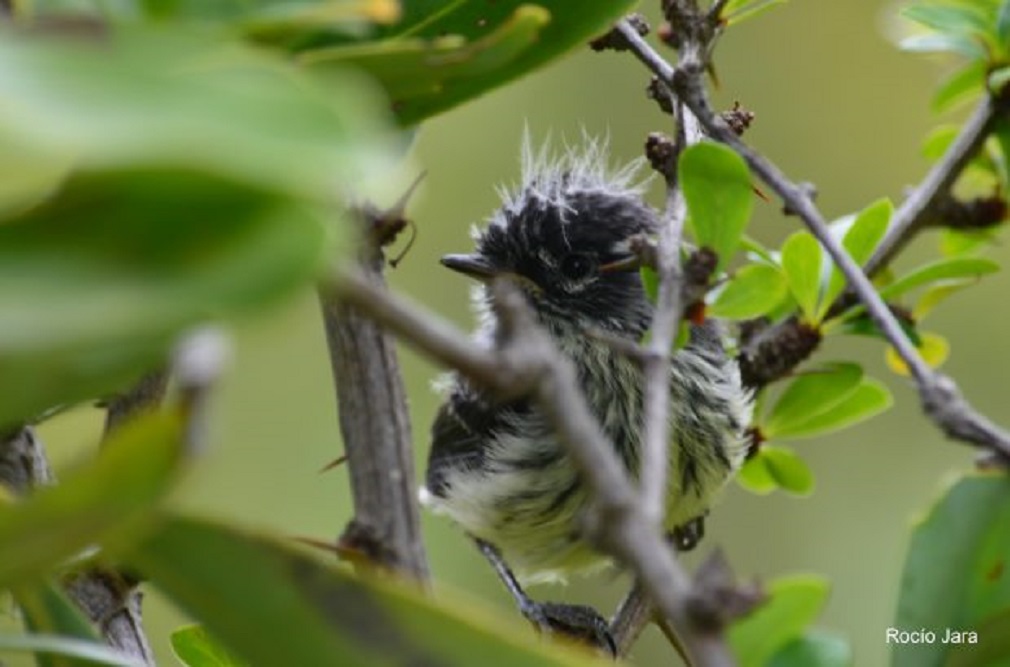 Estudian impacto del cambio climático sobre aves en Isla Navarino, en el extremo sur de Chile