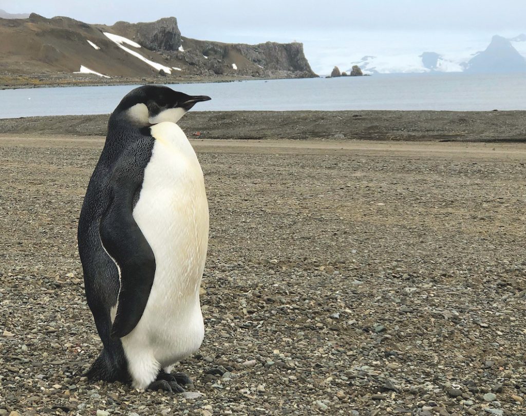 El fracaso reproductivo de pingüinos Emperador en el mar de Weddell y la importancia de las Áreas Marinas Protegidas en la Antártica