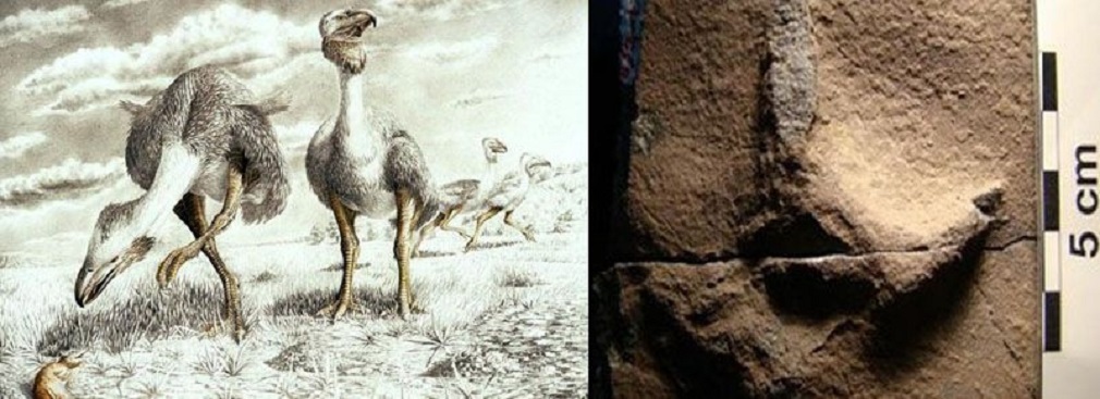 Científicos chilenos encuentran huellas de aves antárticas de hace 48 millones de años en Isla Rey Jorge