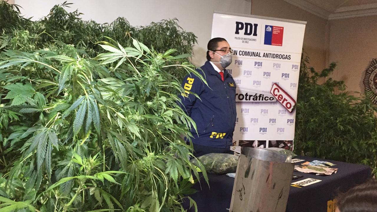 Un detenido y 24 plantas de marihuana incautadas en la población 18 de Septiembre