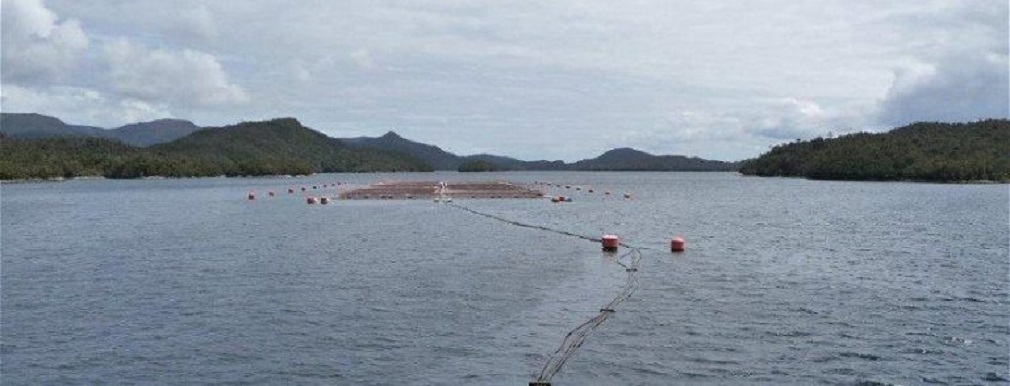 SERNAPESCA informa de la  situación sanitaria de la industria del salmón en las regiones de Los Lagos, Aysén y Magallanes