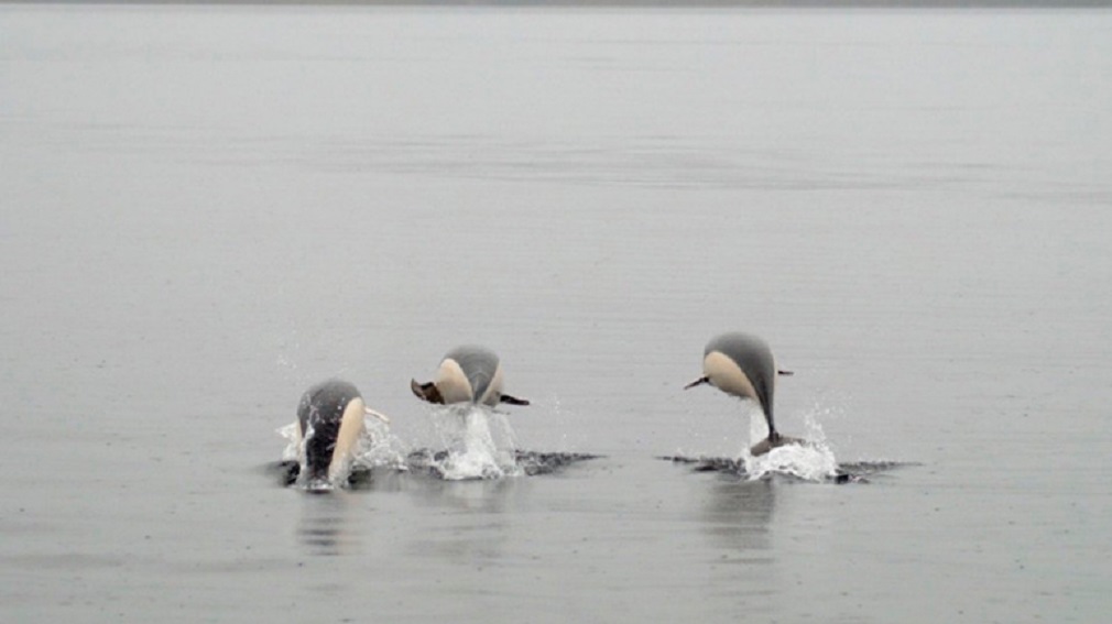 Avistan por primera vez en Chile delfines lisos en el Estrecho de Magallanes
