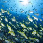 Destacan la importancia de las Áreas Marinas Protegidas