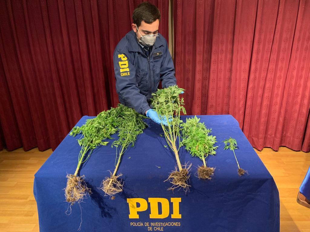 Detienen a una persona con una plantación indoor de marihuana en Puerto Natales